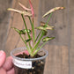 Syngonium Rollie