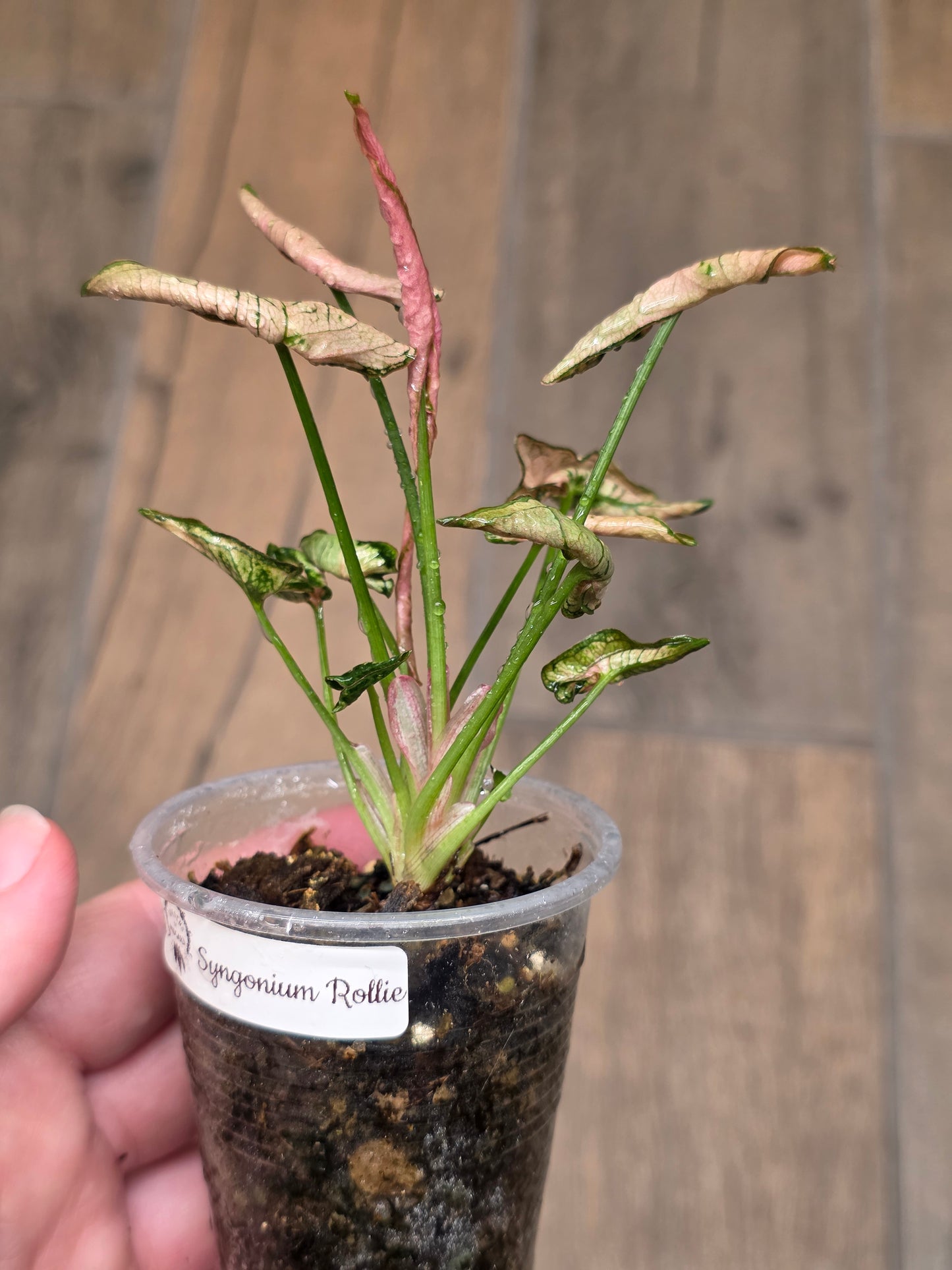 Syngonium Rollie