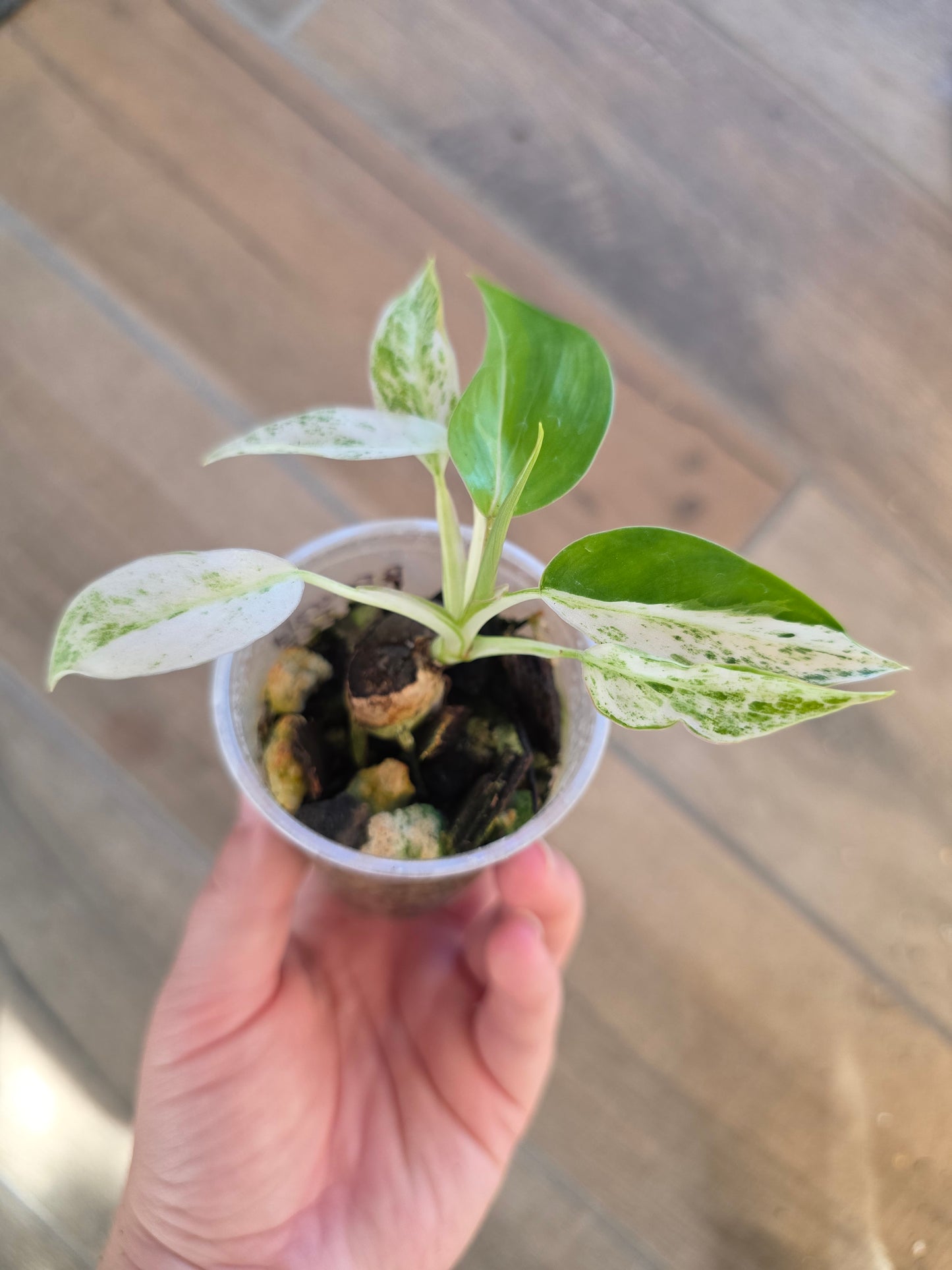 Philodendron Emerald Ice