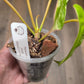 Philodendron Billietiae X FL Beauty Variegated 'Jennifer'