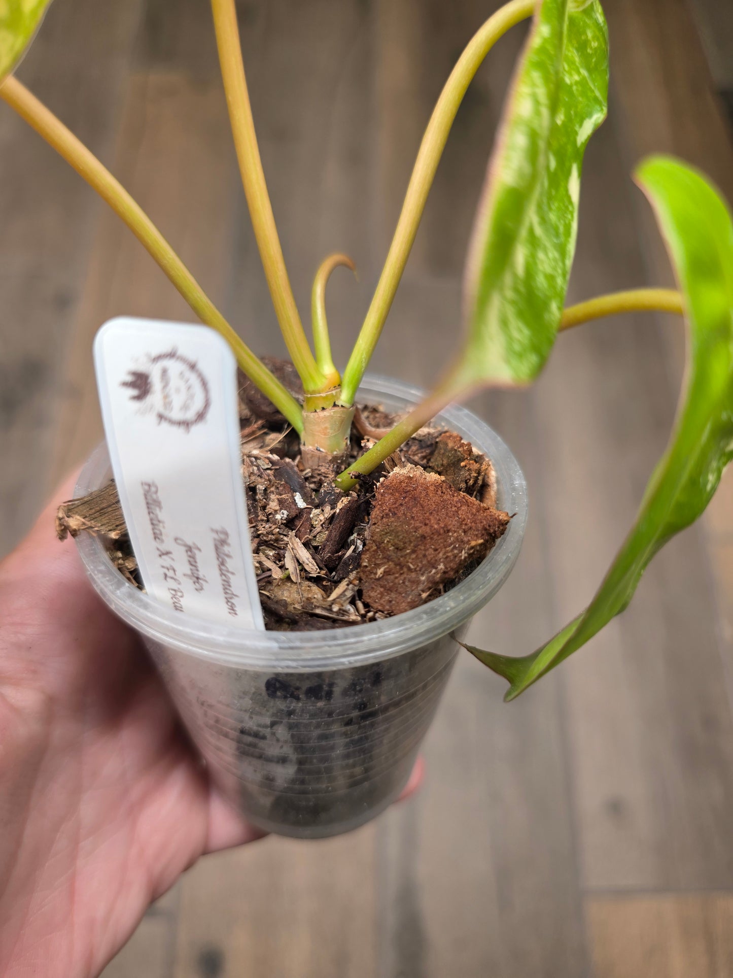 Philodendron Billietiae X FL Beauty Variegated 'Jennifer'