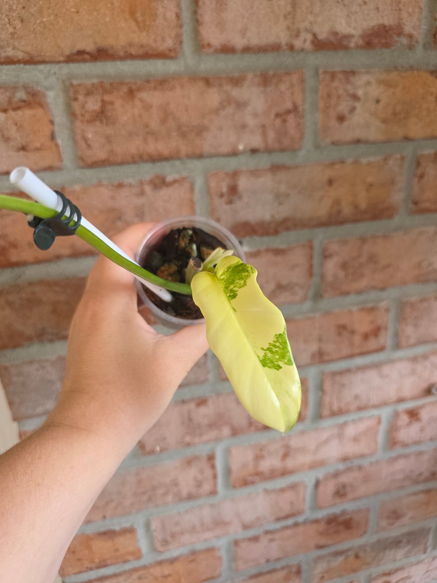 Philodendron Golden Dragon Aurea 🦄