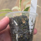 Philodendron Strawberry Marble
