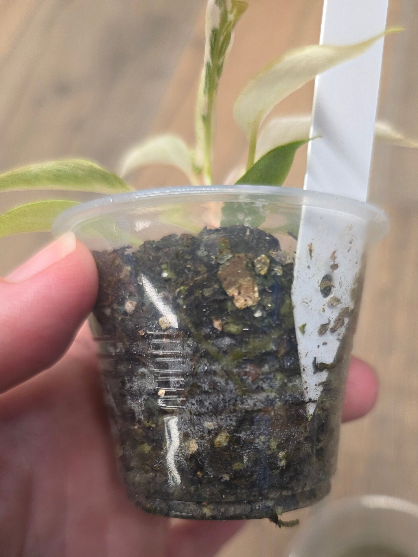 Philodendron Strawberry Marble