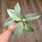 Philodendron Silver Sword Variegated