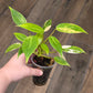 Philodendron Avocado Shake 2 in 1