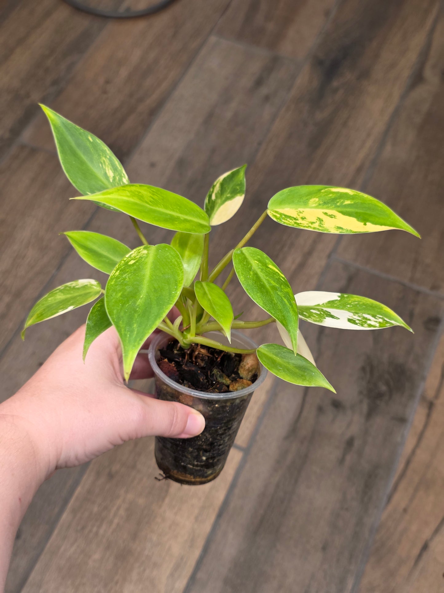 Philodendron Avocado Shake 2 in 1