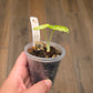 Alocasia Ninja Splash