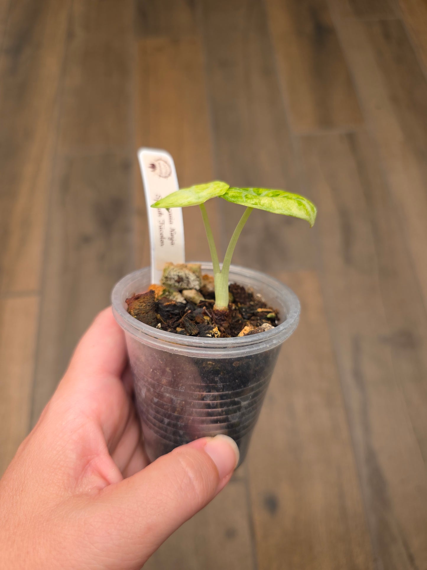 Alocasia Ninja Splash