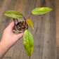 Philodendron Dark Lord Aurea Variegated