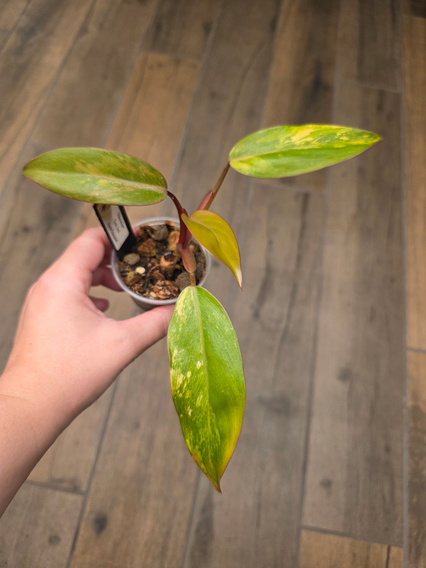 Philodendron Dark Lord Aurea Variegated