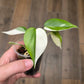 Philodendron Hederaceum Albo Variegated