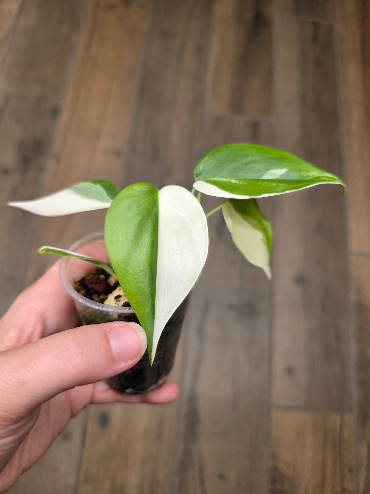 Philodendron Hederaceum Albo Variegated