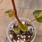 Begonia Cucullata Aurea Variegated