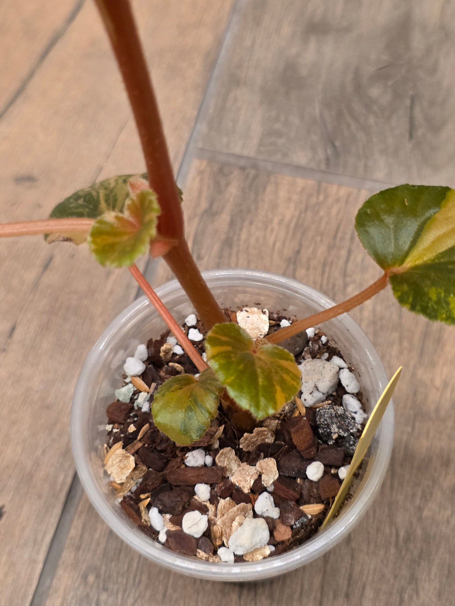 Begonia Cucullata Aurea Variegated