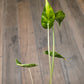 Alocasia Shock Treatment Variegated