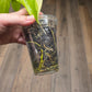 Philodendron Golden Dragon Albo Variegated 2in1