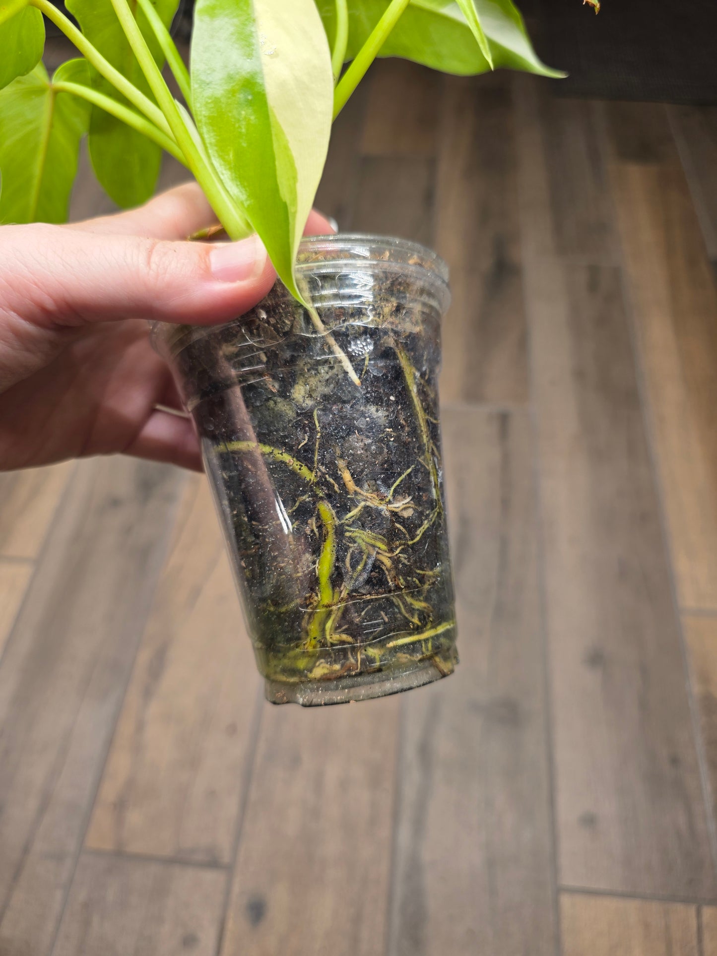 Philodendron Golden Dragon Albo Variegated 2in1