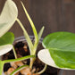 Philodendron Hederaceum Albo Variegated
