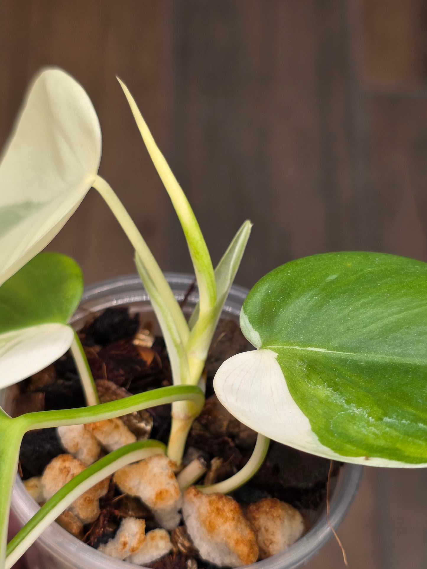 Philodendron Hederaceum Albo Variegated