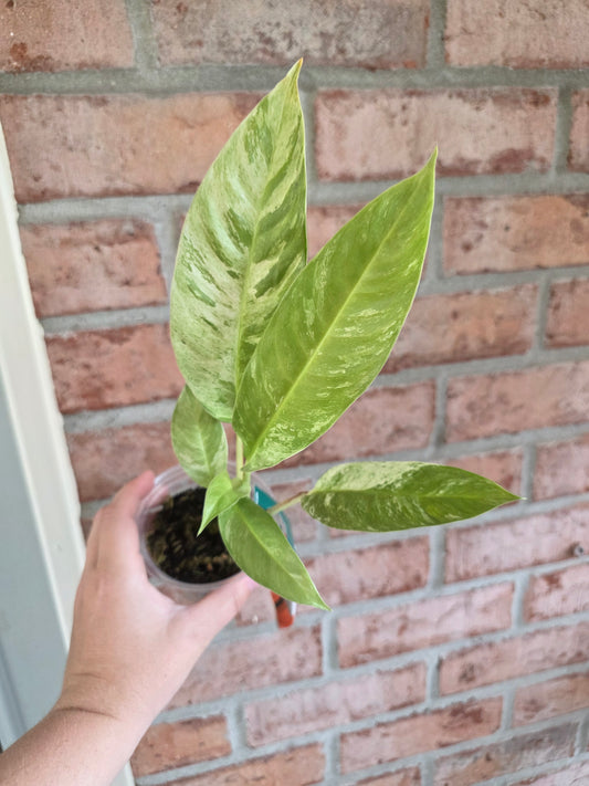 Rhaphidophora Gorillan Variegated