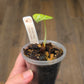 Alocasia Ninja Splash