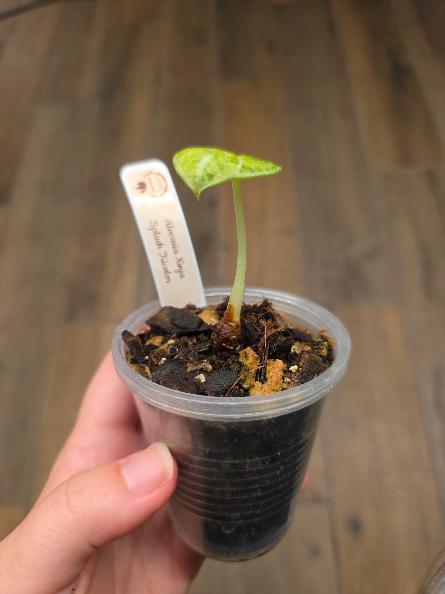 Alocasia Ninja Splash