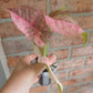 Syngonium Pink Spot Double Variegated