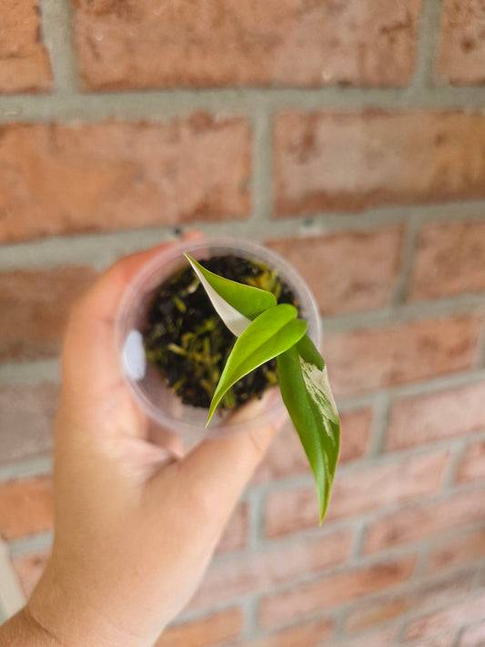 Rhaphidophora Lobbii Schott Albo