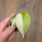 Philodendron Hederaceum Albo Variegated