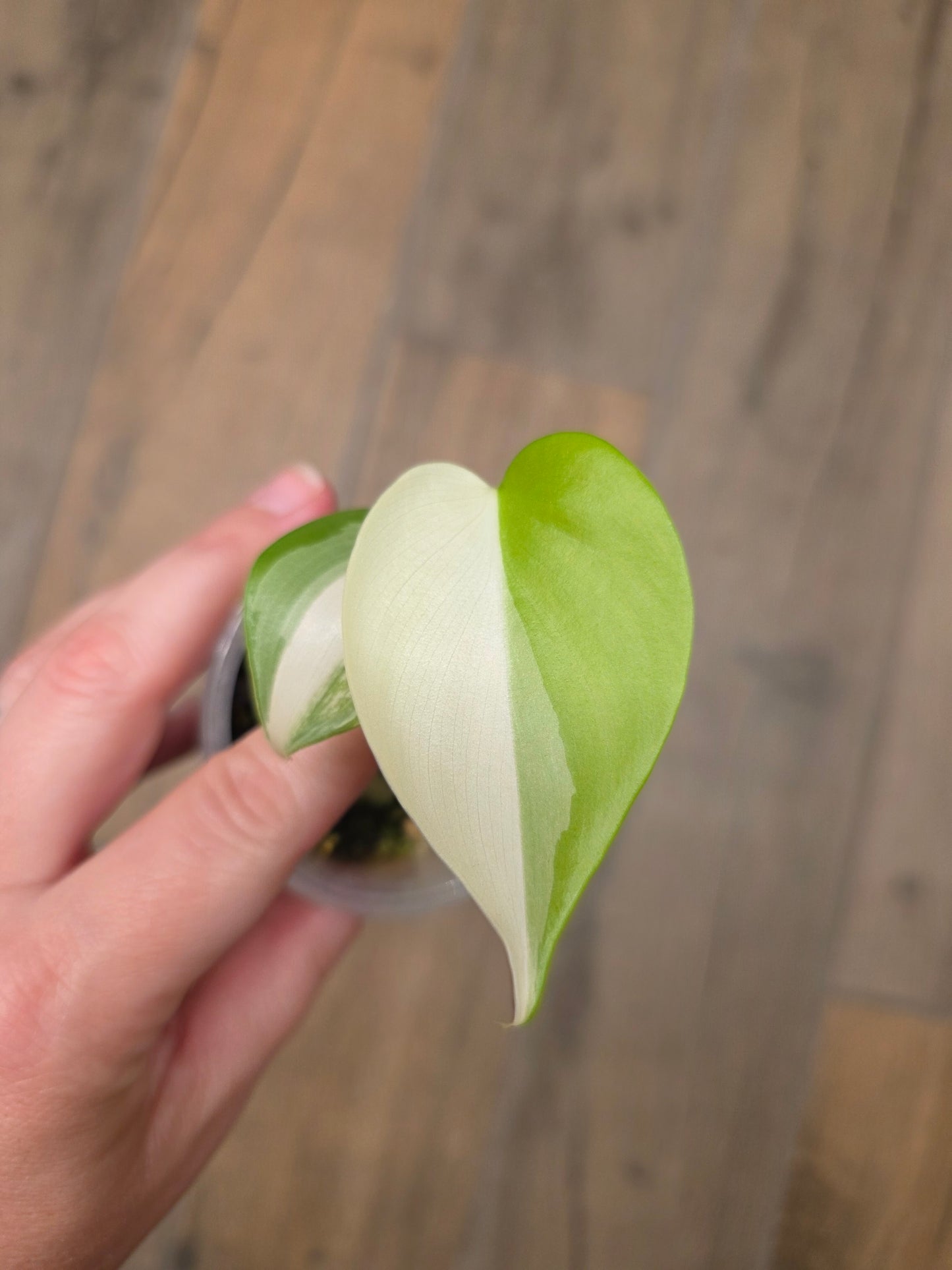 Philodendron Hederaceum Albo Variegated