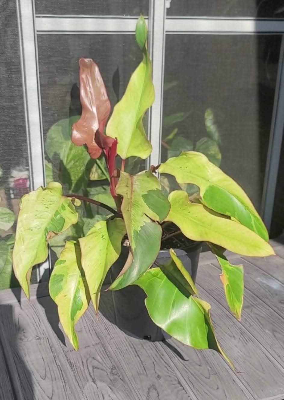Philodendron Phantom Flame FIRST EVER RELEASE! 🦄