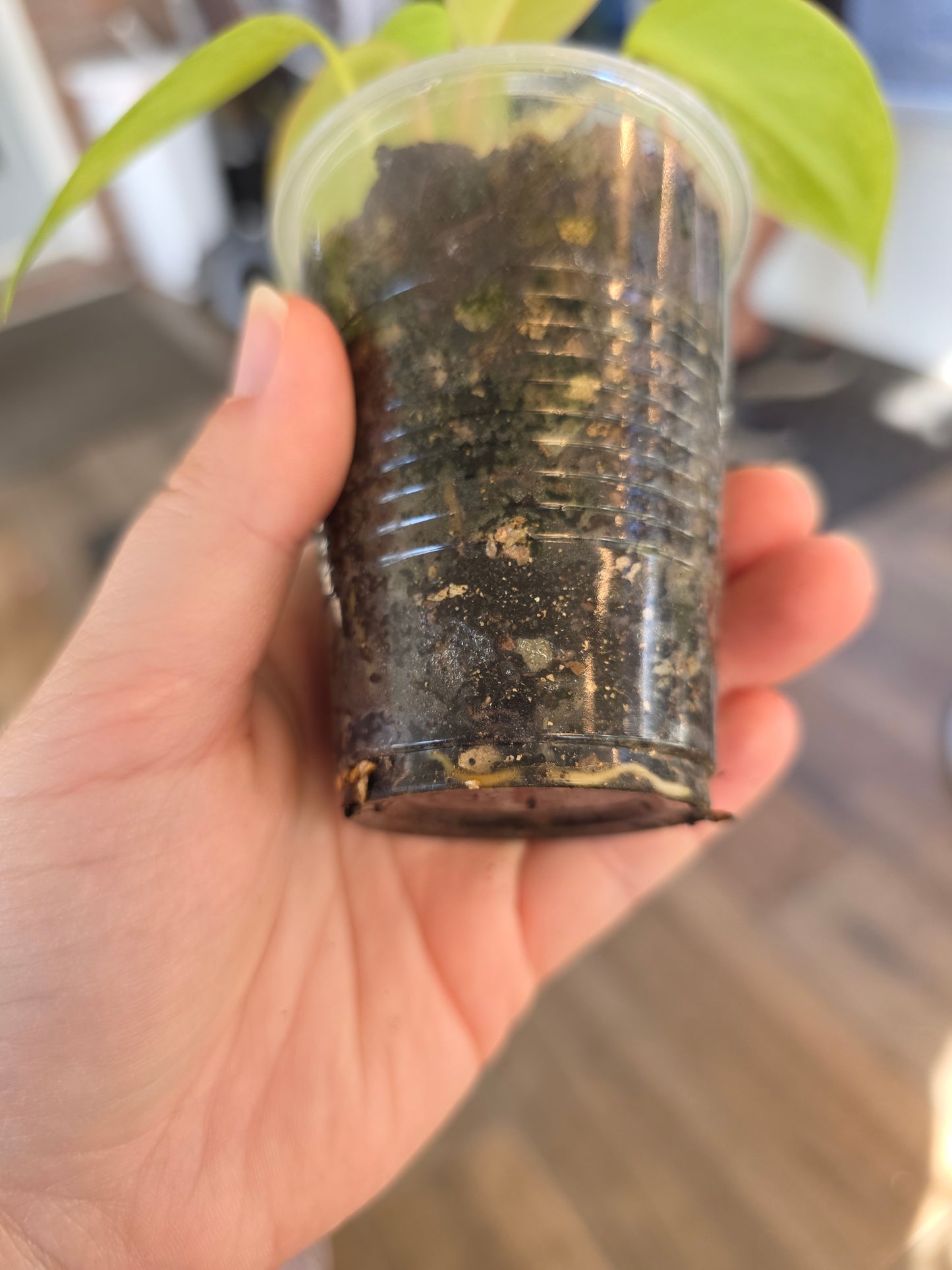 Philodendron Emerald Queen "Avocado Shake"