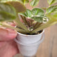 African Violet Pride Of Columbus