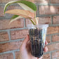 Philodendron Dark Lord PHP Variegated 🦄