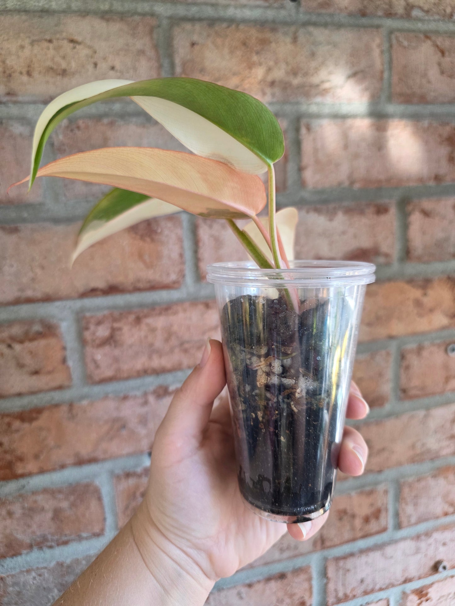 Philodendron Dark Lord PHP Variegated 🦄