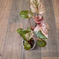 Begonia Cucullata Pink Variegated