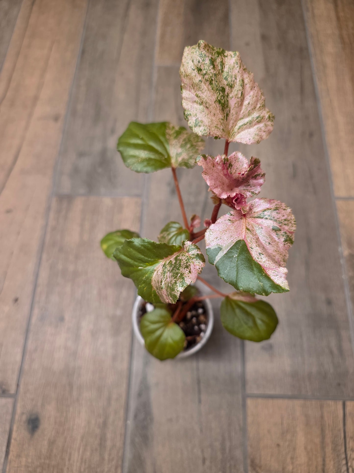 Begonia Cucullata Pink Variegated