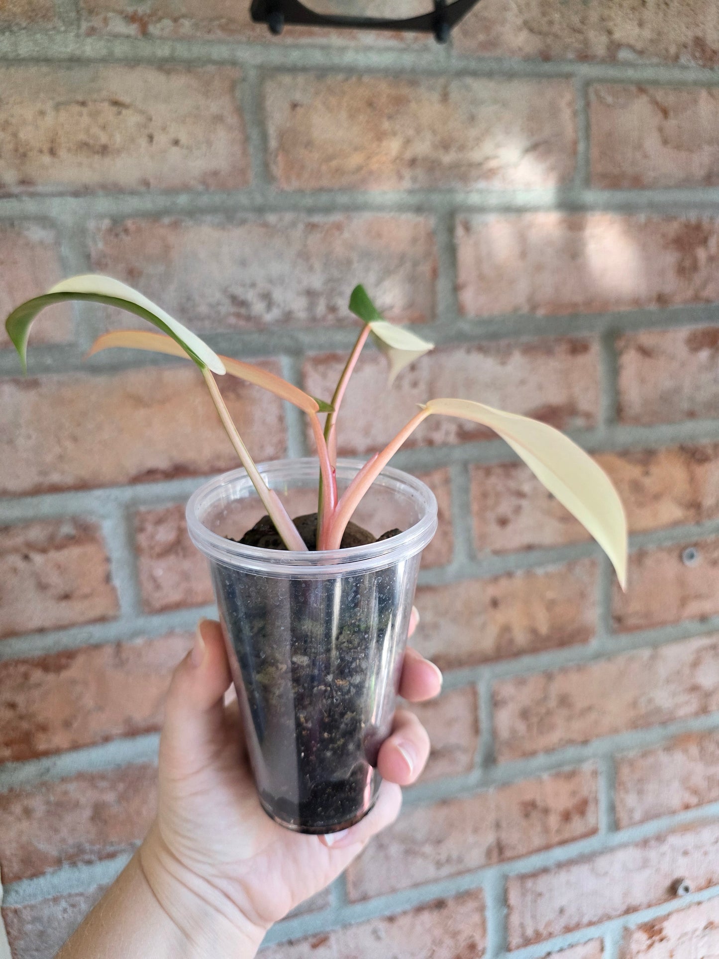 Philodendron Dark Lord PHP Variegated 🦄