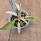 Philodendron Strawberry Marble