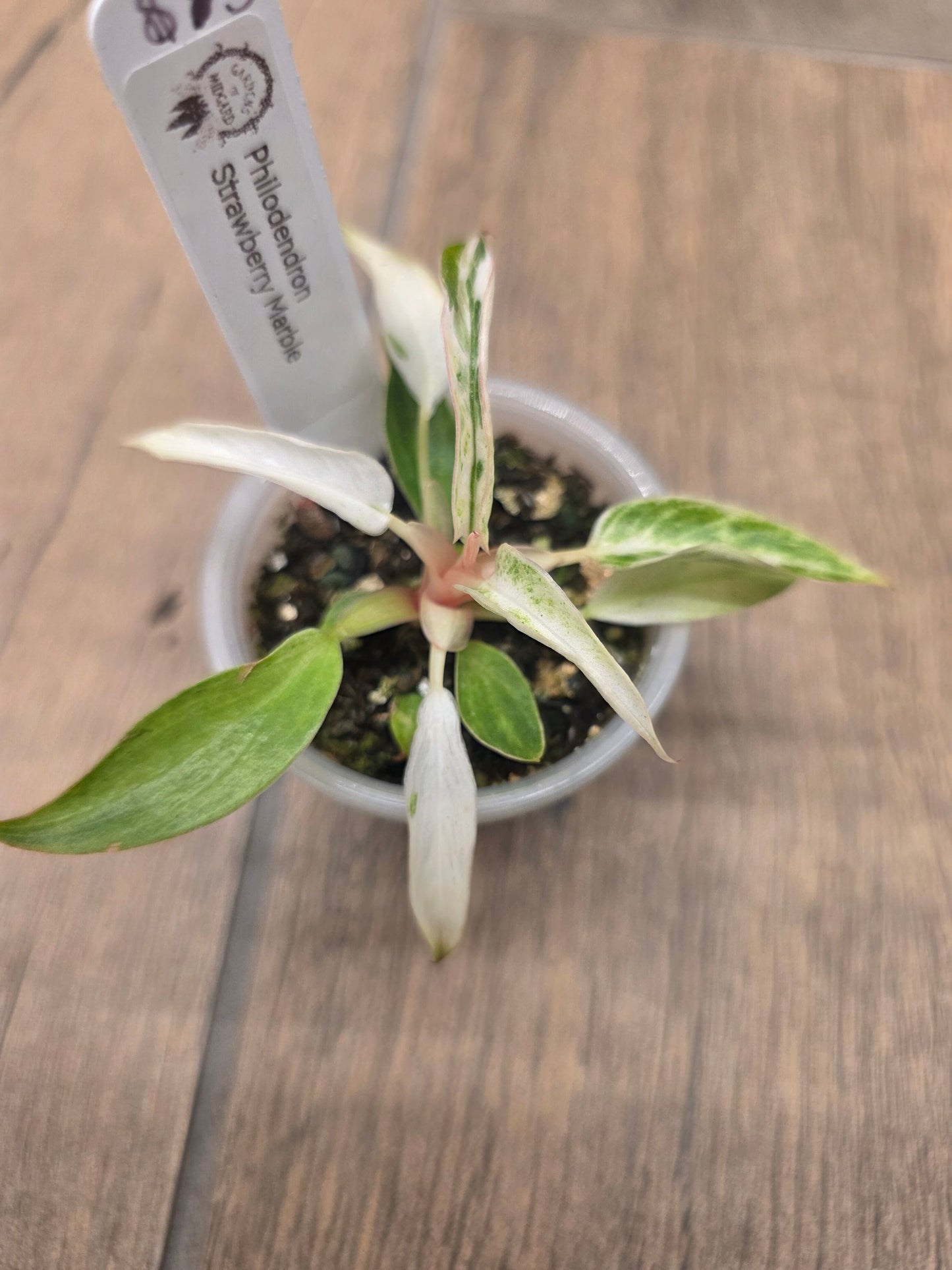 Philodendron Strawberry Marble