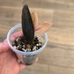 Raven ZZ Pink Variegated