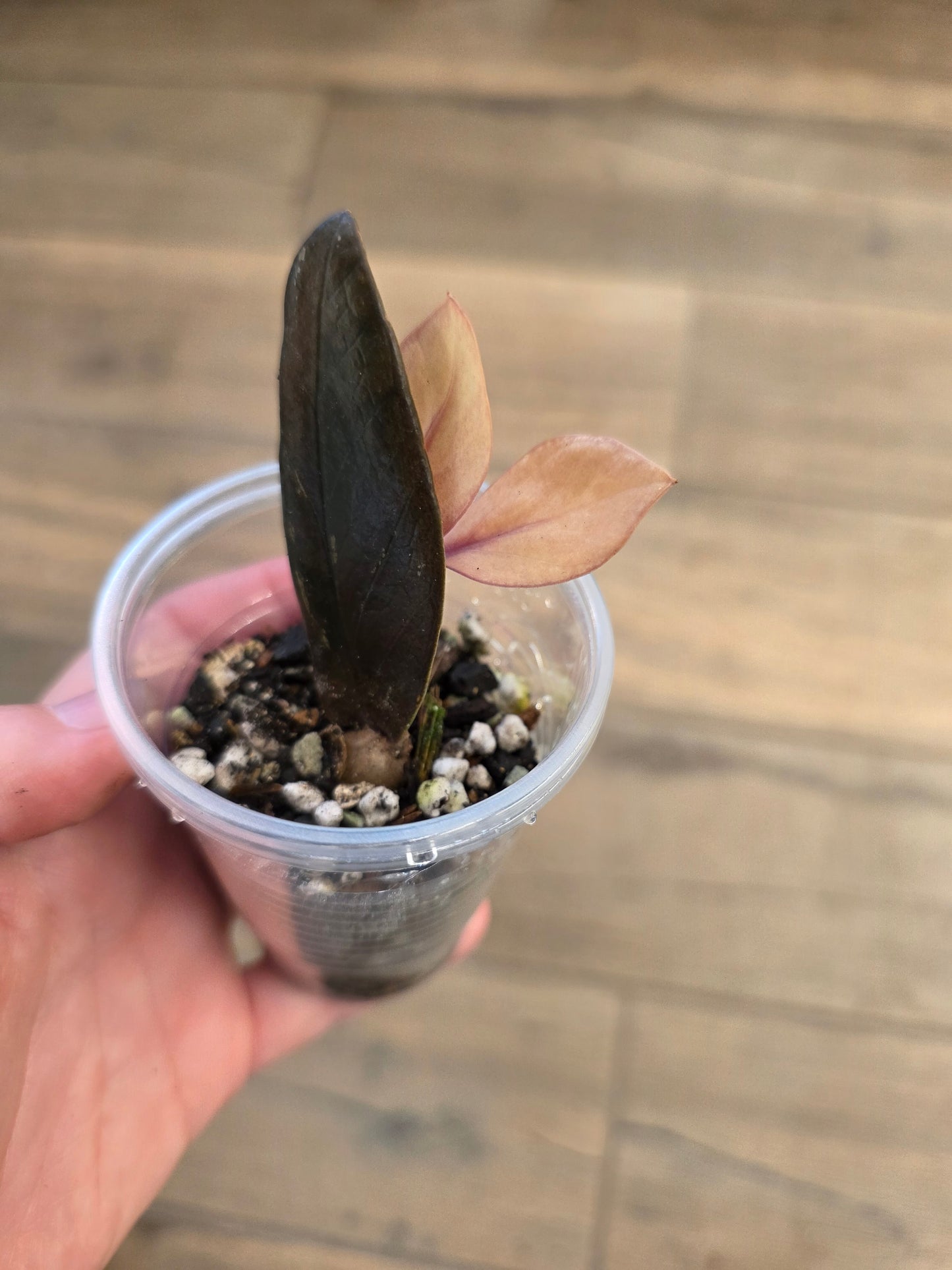 Raven ZZ Pink Variegated