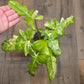 Philodendron Minnarum Aurea Variegated