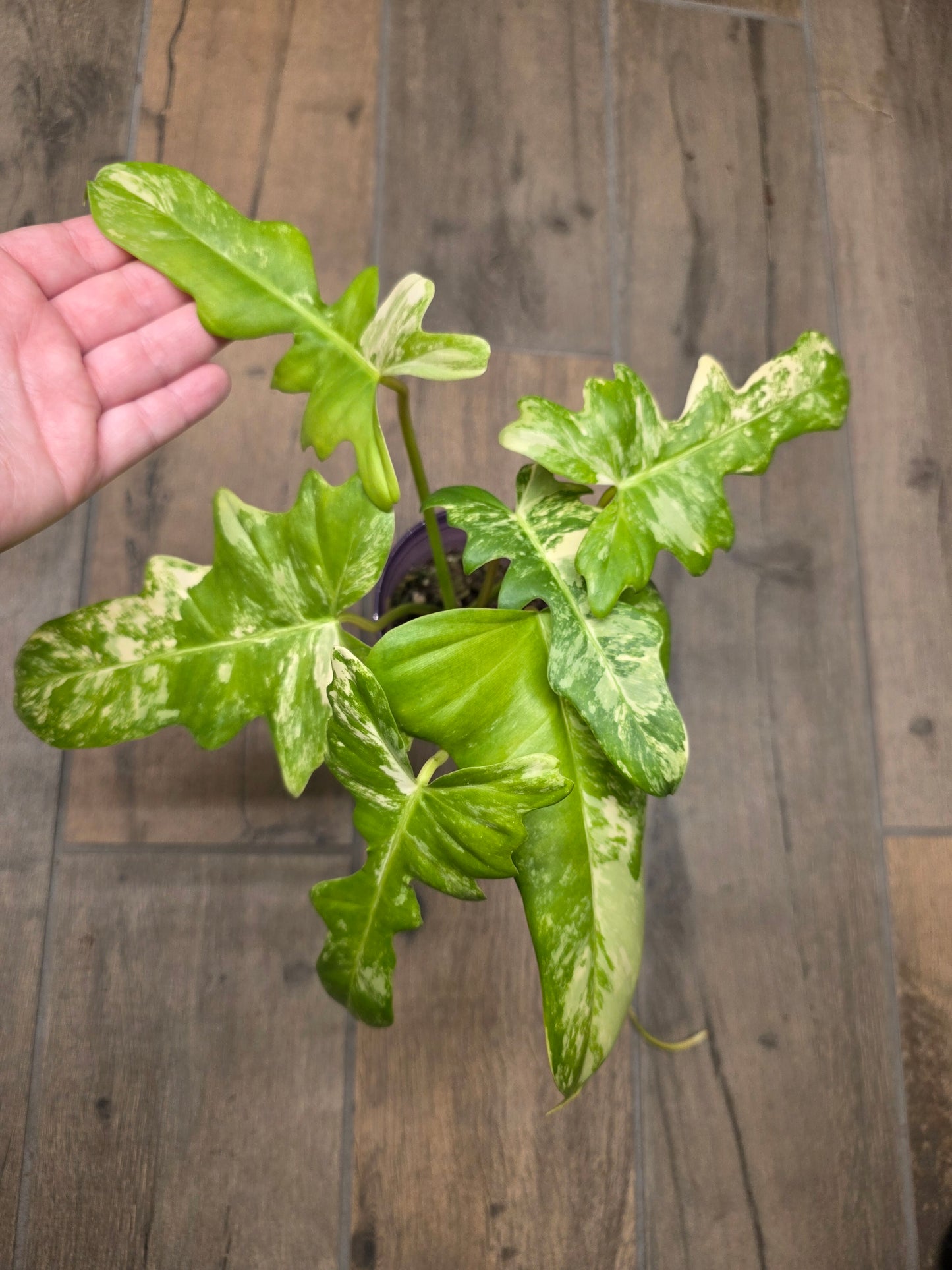 Philodendron Minnarum Aurea Variegated