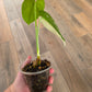 Syngonium Chiapense Variegata