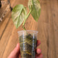 Scindapsus Salamount