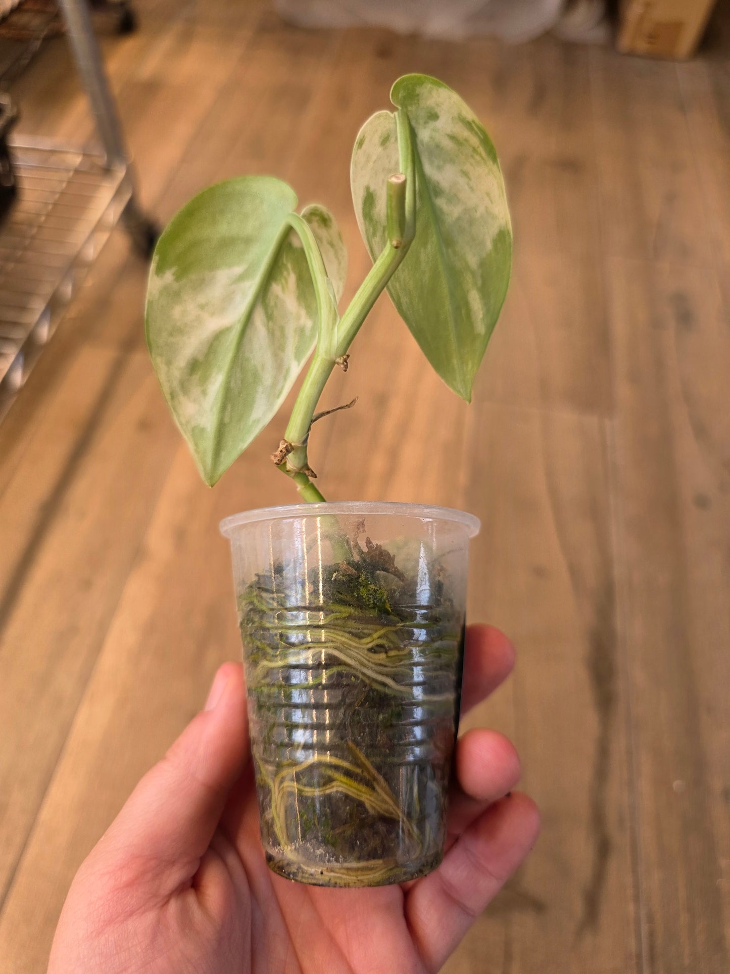 Scindapsus Salamount
