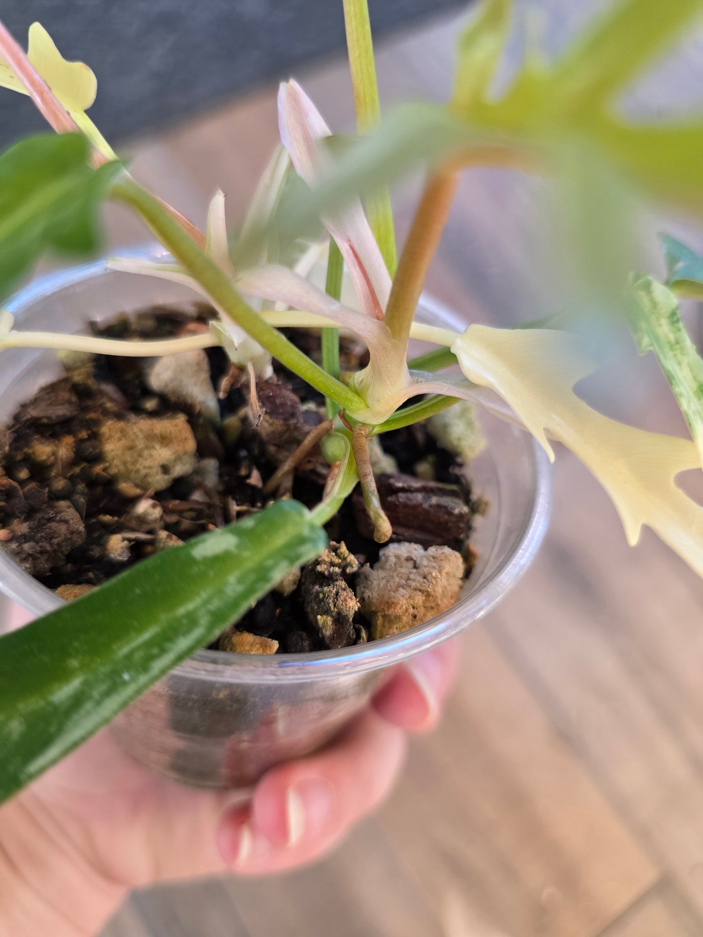 Philodendron Tortum X FL Beauty