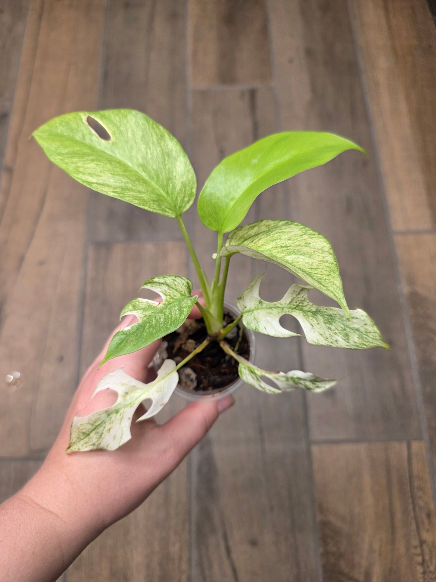 Rhaphidophora Tetrasperma White Monster